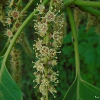 Terminalia bellirica (Gaertn.) Roxb.